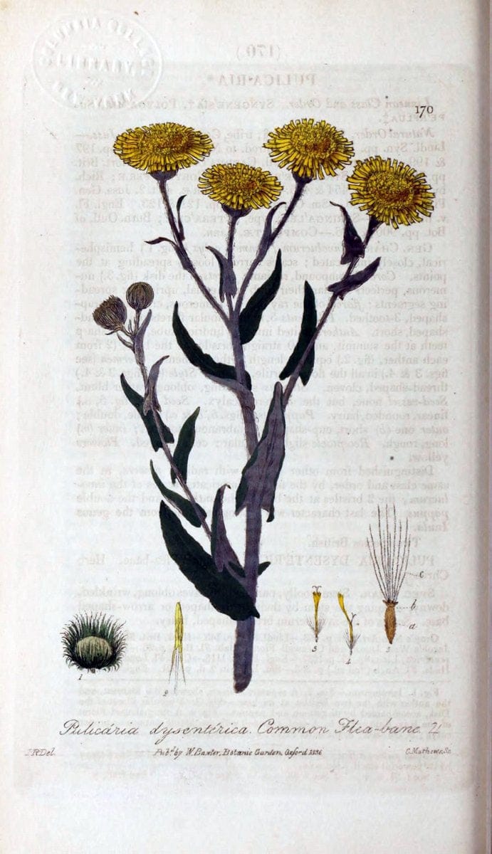 British phaenogamous botany,.Oxford,Published by the author, sold by J.H. Parker [etc.]1834-43.  | Vintage Print Reproduction 465135