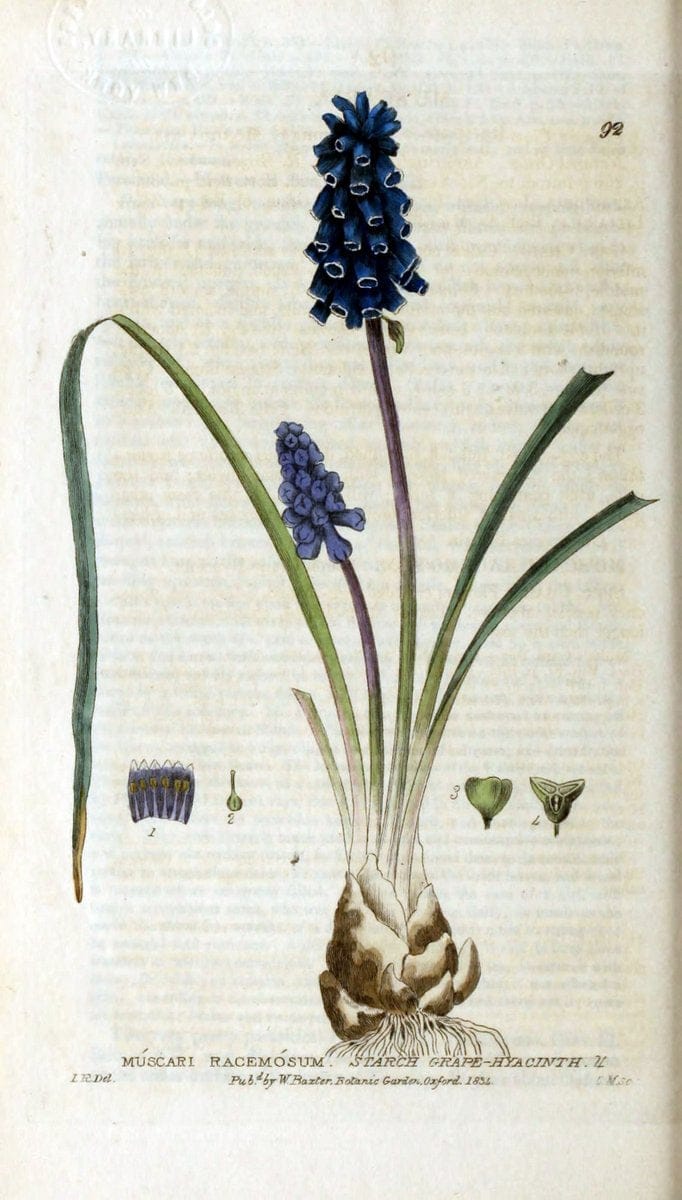 British phaenogamous botany,.Oxford,Published by the author, sold by J.H. Parker [etc.]1834-43.  | Vintage Print Reproduction 465136
