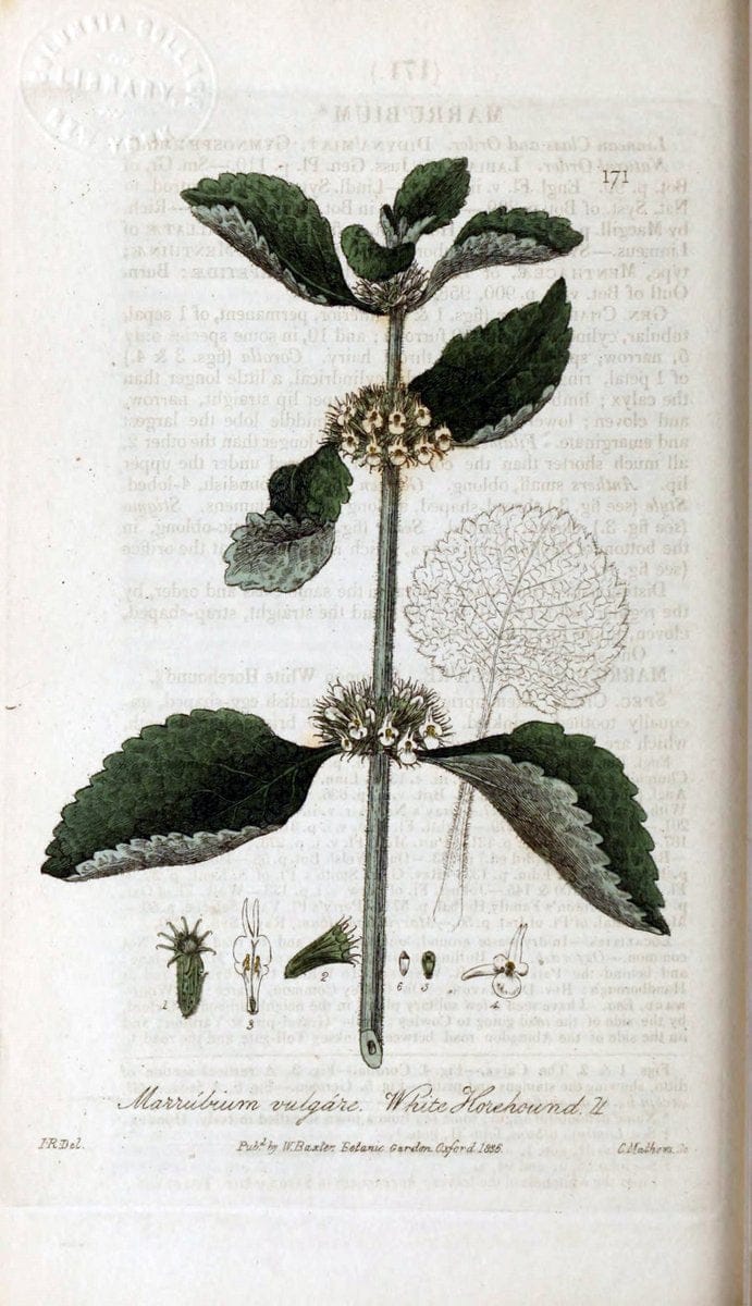 British phaenogamous botany,.Oxford,Published by the author, sold by J.H. Parker [etc.]1834-43.  | Vintage Print Reproduction 465137