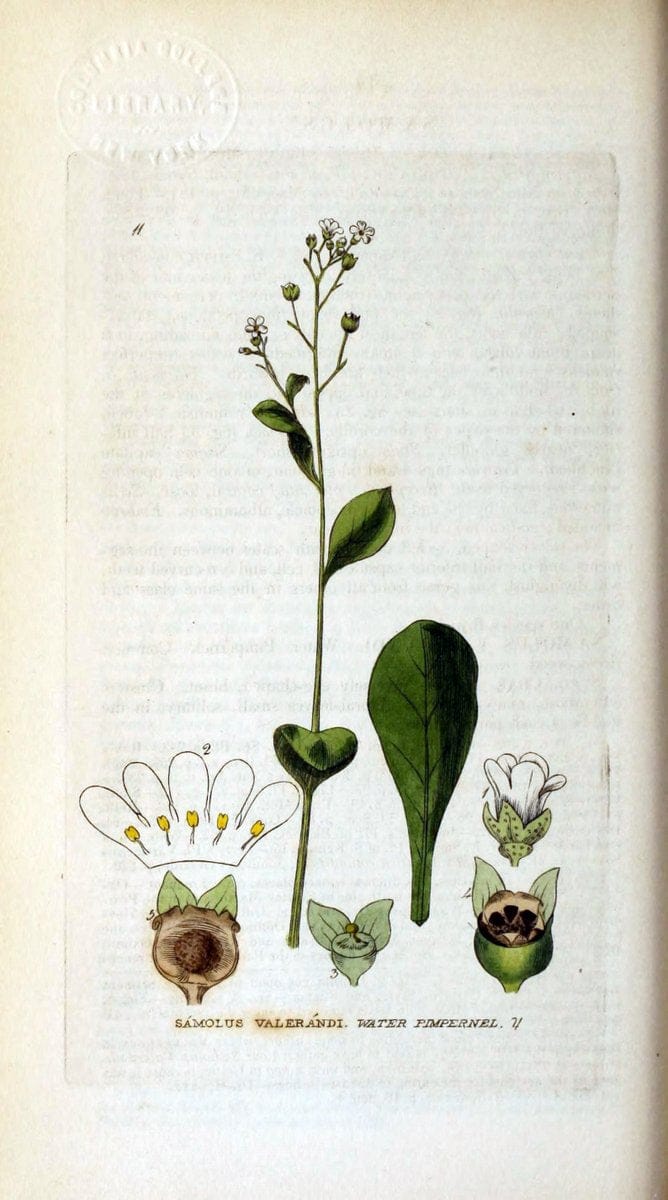 British phaenogamous botany,.Oxford,Published by the author, sold by J.H. Parker [etc.]1834-43.  | Vintage Print Reproduction 465139
