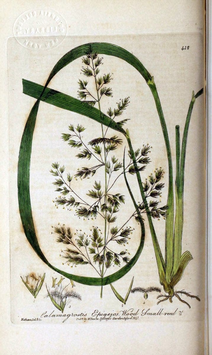 British phaenogamous botany,.Oxford,Published by the author, sold by J.H. Parker [etc.]1834-43.  | Vintage Print Reproduction 465140