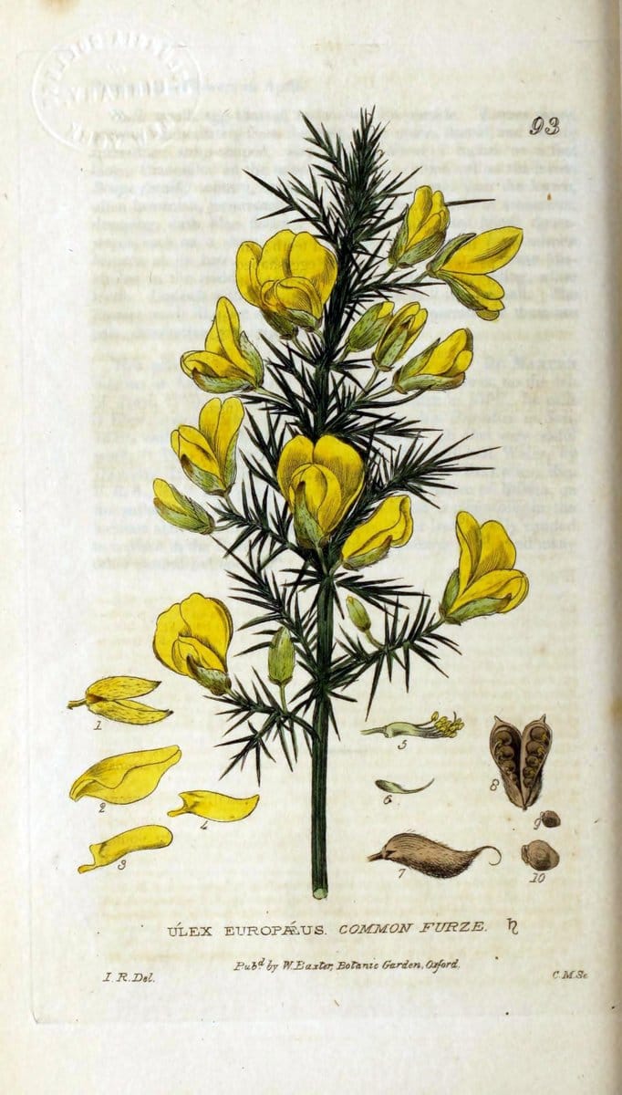 British phaenogamous botany,.Oxford,Published by the author, sold by J.H. Parker [etc.]1834-43.  | Vintage Print Reproduction 465141