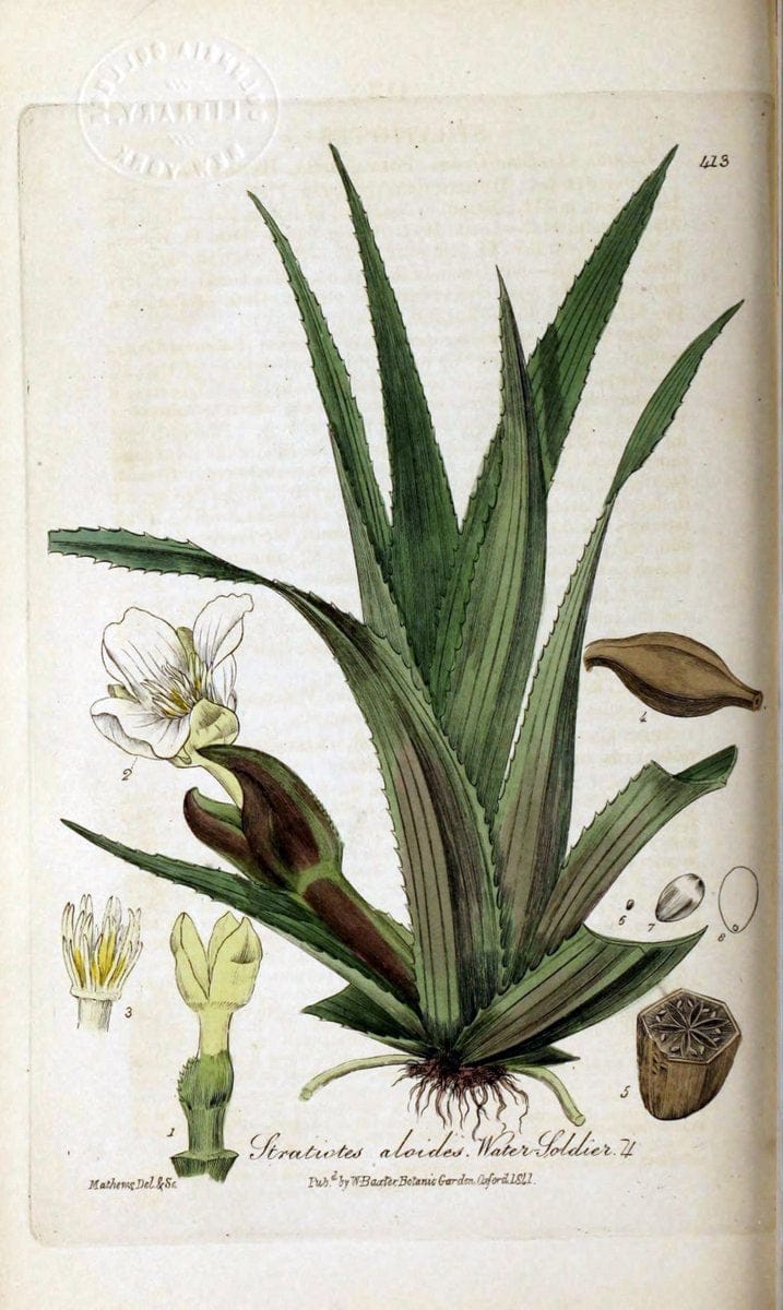 British phaenogamous botany,.Oxford,Published by the author, sold by J.H. Parker [etc.]1834-43.  | Vintage Print Reproduction 465143