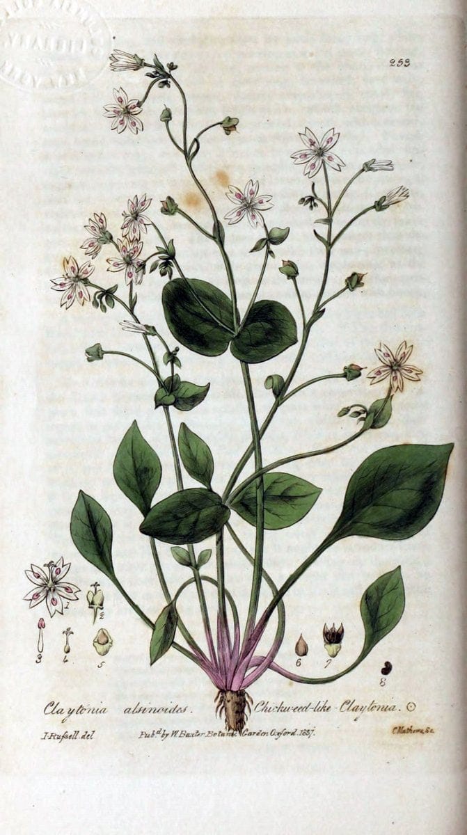 British phaenogamous botany,.Oxford,Published by the author, sold by J.H. Parker [etc.]1834-43.  | Vintage Print Reproduction 465145