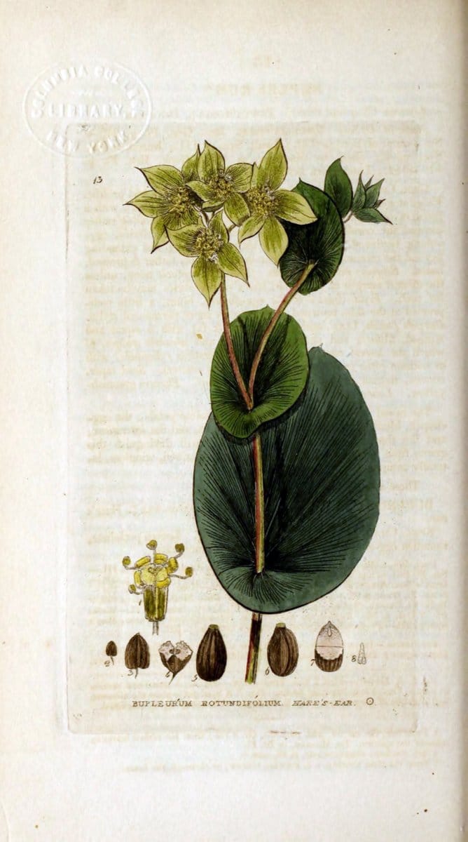 British phaenogamous botany,.Oxford,Published by the author, sold by J.H. Parker [etc.]1834-43.  | Vintage Print Reproduction 465148