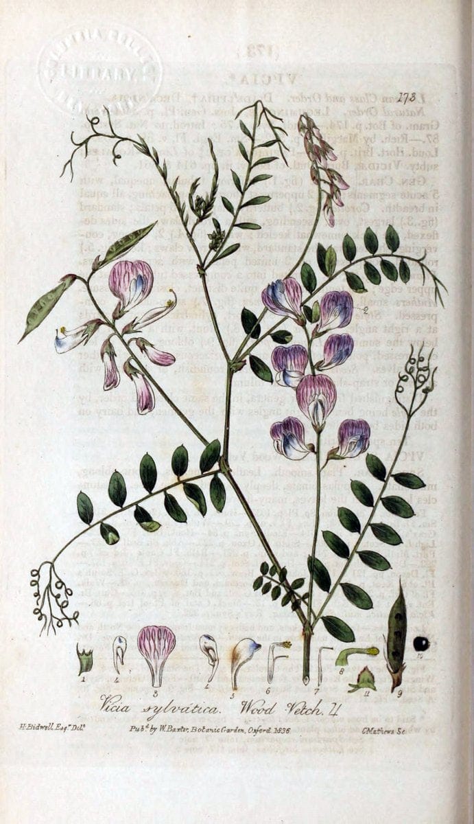British phaenogamous botany,.Oxford,Published by the author, sold by J.H. Parker [etc.]1834-43.  | Vintage Print Reproduction 465149