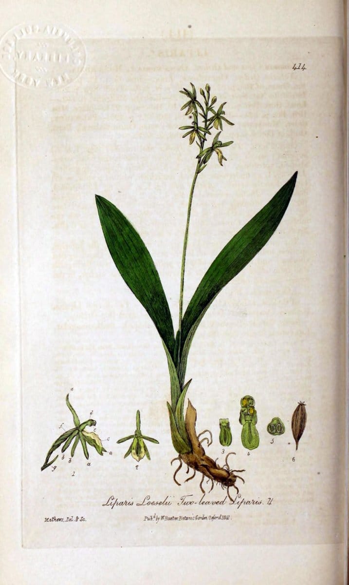 British phaenogamous botany,.Oxford,Published by the author, sold by J.H. Parker [etc.]1834-43.  | Vintage Print Reproduction 465150