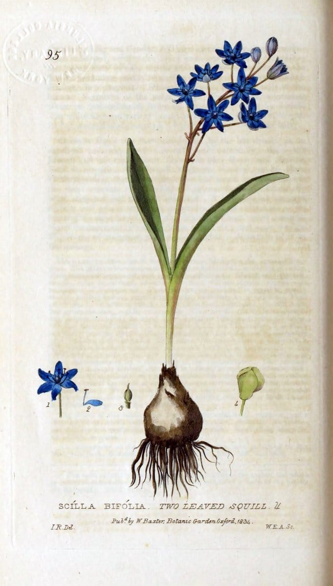 British phaenogamous botany,.Oxford,Published by the author, sold by J.H. Parker [etc.]1834-43.  | Vintage Print Reproduction 465151