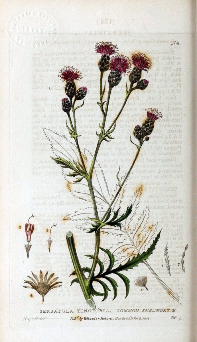 British phaenogamous botany,.Oxford,Published by the author, sold by J.H. Parker [etc.]1834-43.  | Vintage Print Reproduction 465152