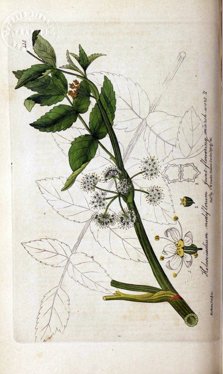 British phaenogamous botany,.Oxford,Published by the author, sold by J.H. Parker [etc.]1834-43.  | Vintage Print Reproduction 465153