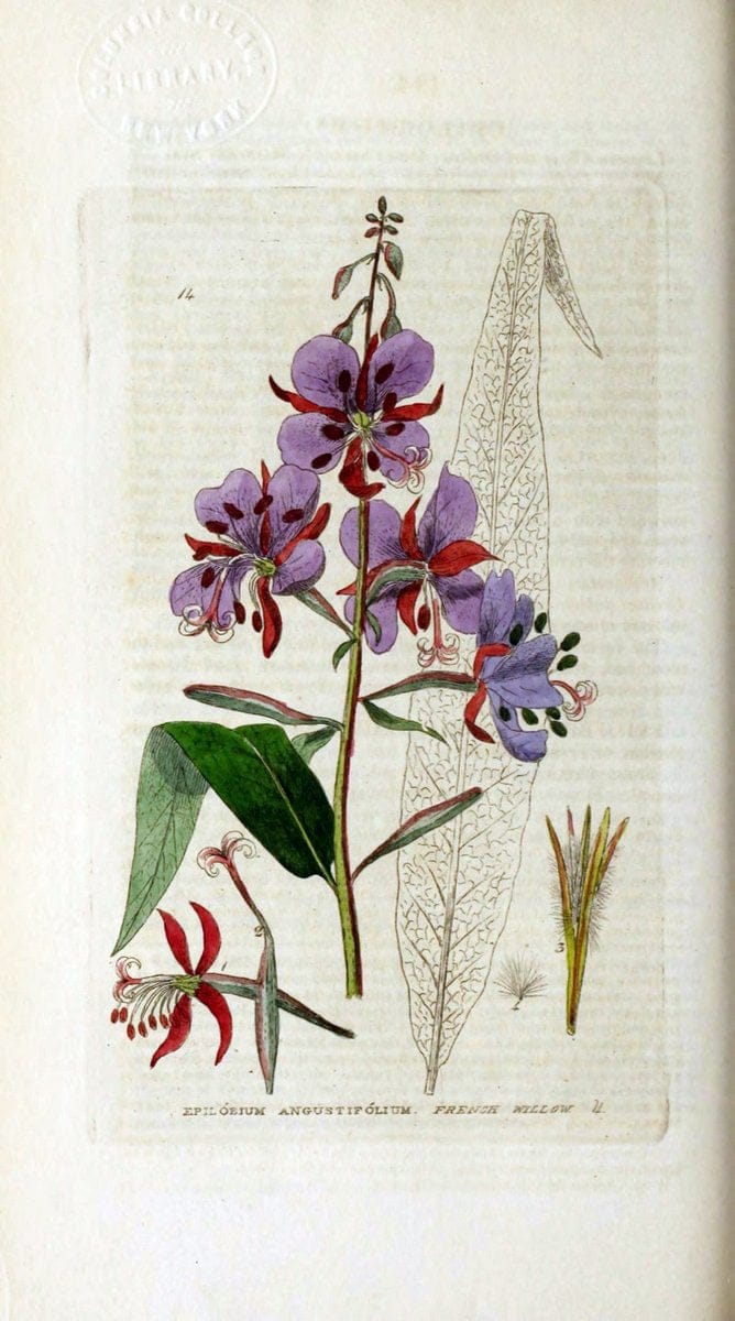 British phaenogamous botany,.Oxford,Published by the author, sold by J.H. Parker [etc.]1834-43.  | Vintage Print Reproduction 465154