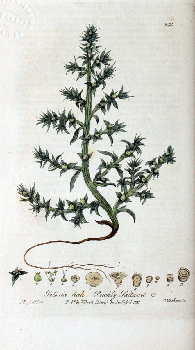 British phaenogamous botany,.Oxford,Published by the author, sold by J.H. Parker [etc.]1834-43.  | Vintage Print Reproduction 465155