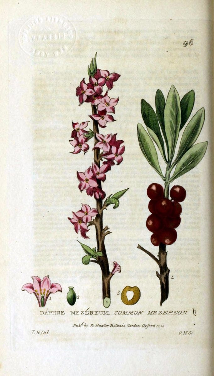 British phaenogamous botany,.Oxford,Published by the author, sold by J.H. Parker [etc.]1834-43.  | Vintage Print Reproduction 465156