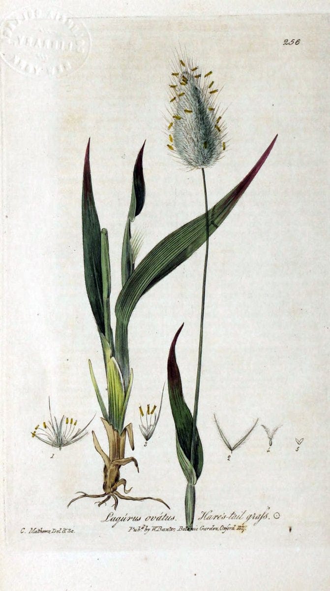 British phaenogamous botany,.Oxford,Published by the author, sold by J.H. Parker [etc.]1834-43.  | Vintage Print Reproduction 465158