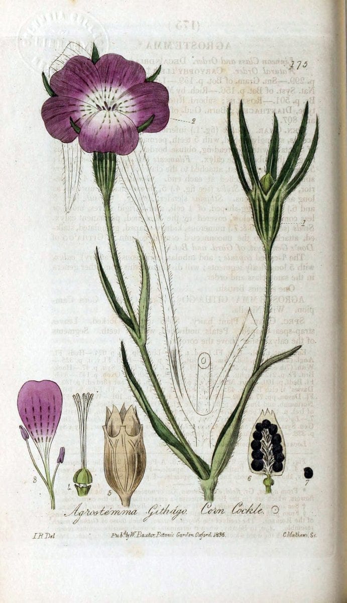 British phaenogamous botany,.Oxford,Published by the author, sold by J.H. Parker [etc.]1834-43.  | Vintage Print Reproduction 465160