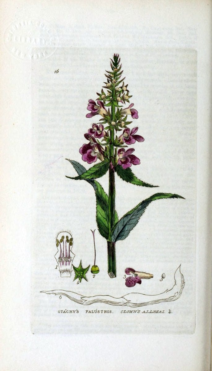 British phaenogamous botany,.Oxford,Published by the author, sold by J.H. Parker [etc.]1834-43.  | Vintage Print Reproduction 465163