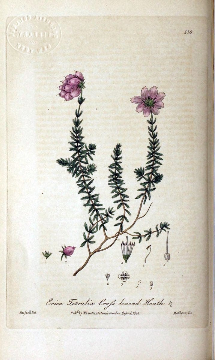 British phaenogamous botany,.Oxford,Published by the author, sold by J.H. Parker [etc.]1834-43.  | Vintage Print Reproduction 465169