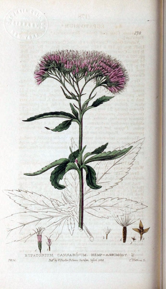 British phaenogamous botany,.Oxford,Published by the author, sold by J.H. Parker [etc.]1834-43.  | Vintage Print Reproduction 465173