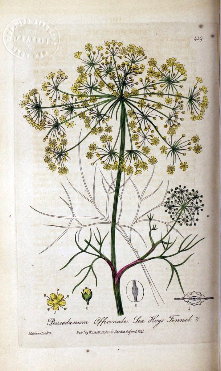 British phaenogamous botany,.Oxford,Published by the author, sold by J.H. Parker [etc.]1834-43.  | Vintage Print Reproduction 465174