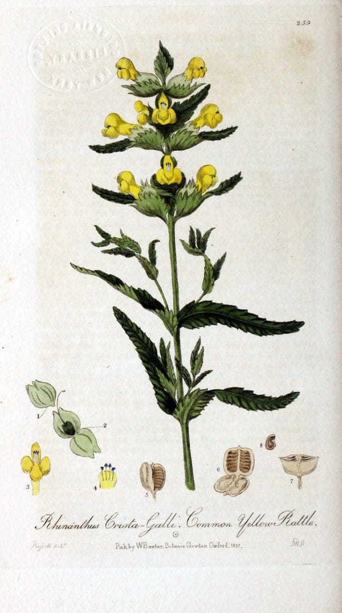 British phaenogamous botany,.Oxford,Published by the author, sold by J.H. Parker [etc.]1834-43.  | Vintage Print Reproduction 465175