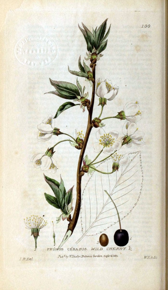 British phaenogamous botany,.Oxford,Published by the author, sold by J.H. Parker [etc.]1834-43.  | Vintage Print Reproduction 465176