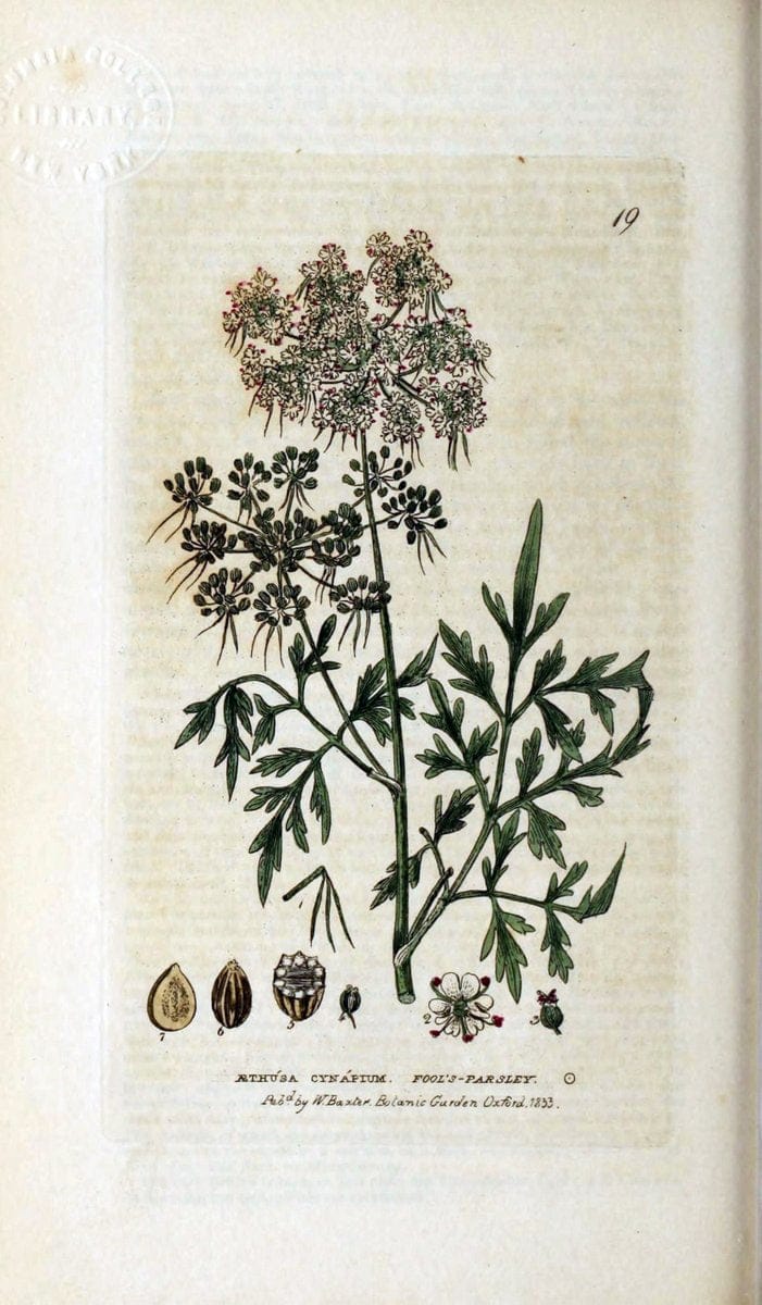 British phaenogamous botany,.Oxford,Published by the author, sold by J.H. Parker [etc.]1834-43.  | Vintage Print Reproduction 465177