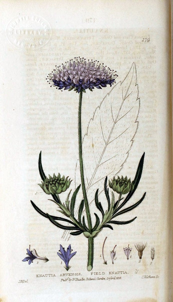 British phaenogamous botany,.Oxford,Published by the author, sold by J.H. Parker [etc.]1834-43.  | Vintage Print Reproduction 465179