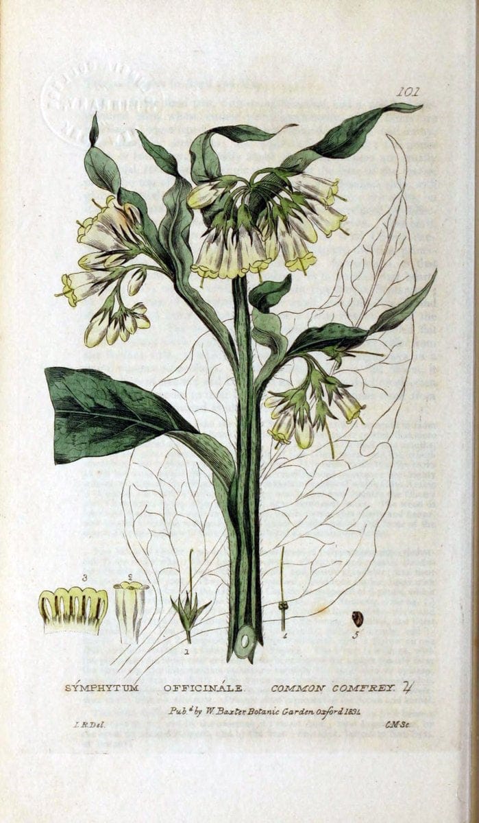 British phaenogamous botany,.Oxford,Published by the author, sold by J.H. Parker [etc.]1834-43.  | Vintage Print Reproduction 465181