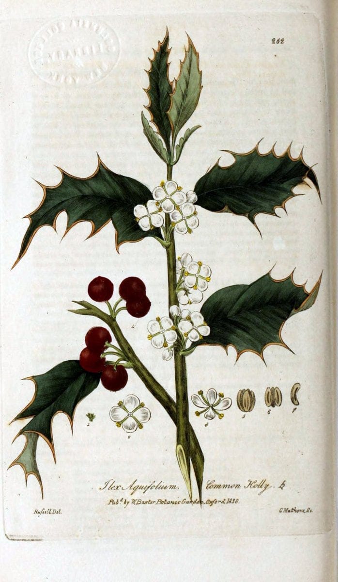 British phaenogamous botany,.Oxford,Published by the author, sold by J.H. Parker [etc.]1834-43.  | Vintage Print Reproduction 465187