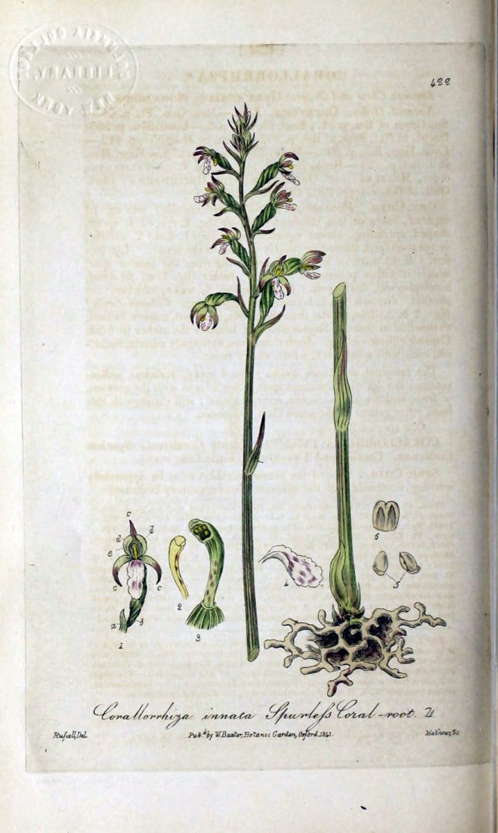 British phaenogamous botany,.Oxford,Published by the author, sold by J.H. Parker [etc.]1834-43.  | Vintage Print Reproduction 465188