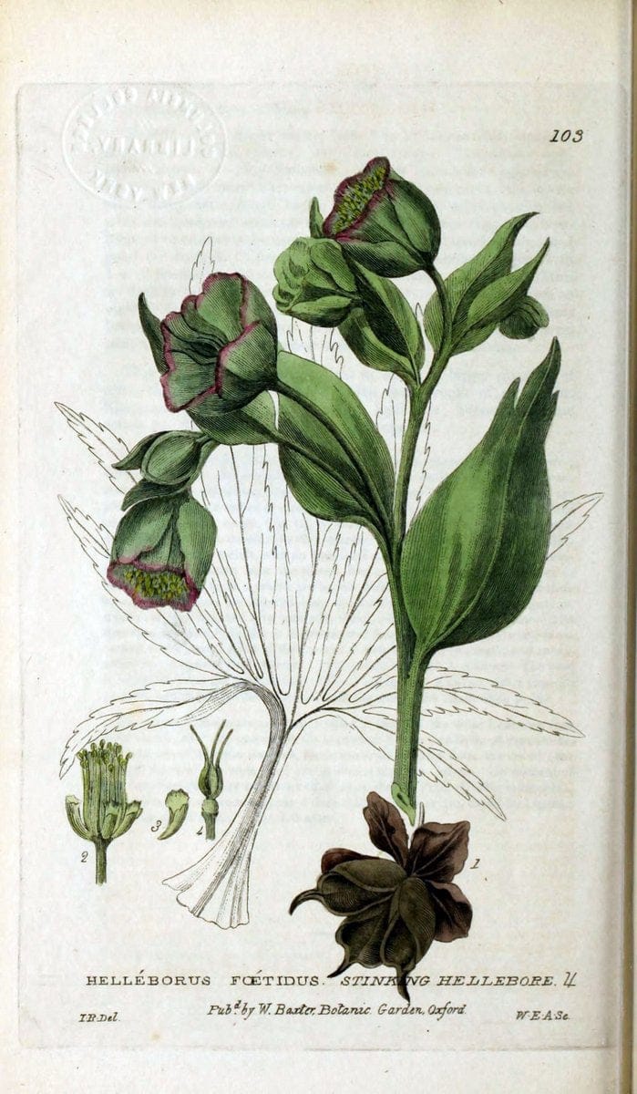 British phaenogamous botany,.Oxford,Published by the author, sold by J.H. Parker [etc.]1834-43.  | Vintage Print Reproduction 465191