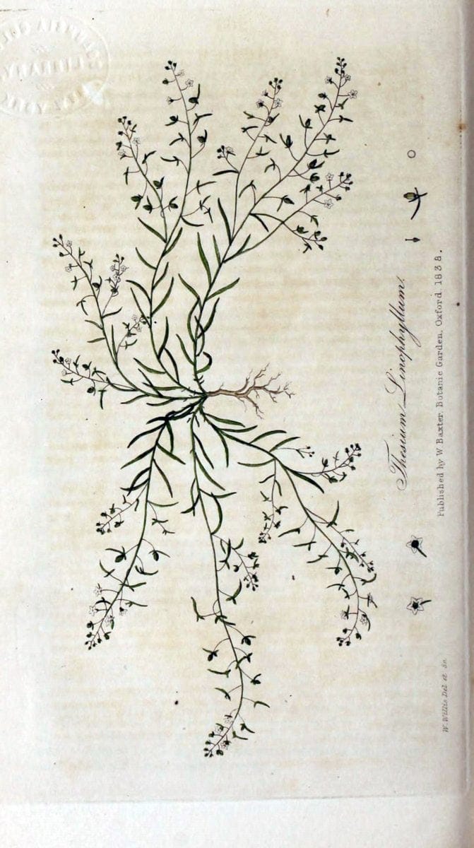 British phaenogamous botany,.Oxford,Published by the author, sold by J.H. Parker [etc.]1834-43.  | Vintage Print Reproduction 465192