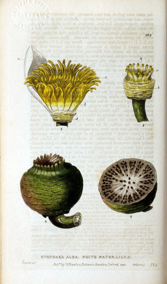British phaenogamous botany,.Oxford,Published by the author, sold by J.H. Parker [etc.]1834-43.  | Vintage Print Reproduction 465194