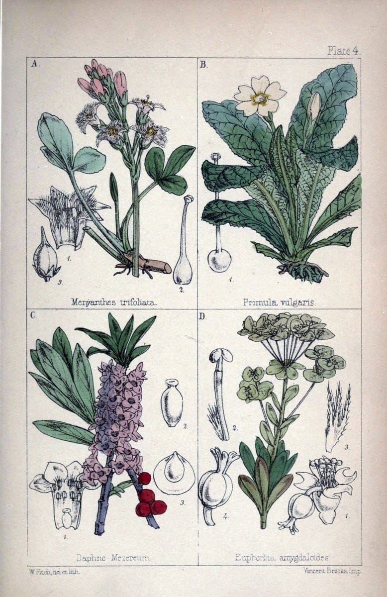 British wild flowers :.London,Reeve,1867.  | "Great Britain" "Wild flowers"  | Vintage Print Reproduction 465200