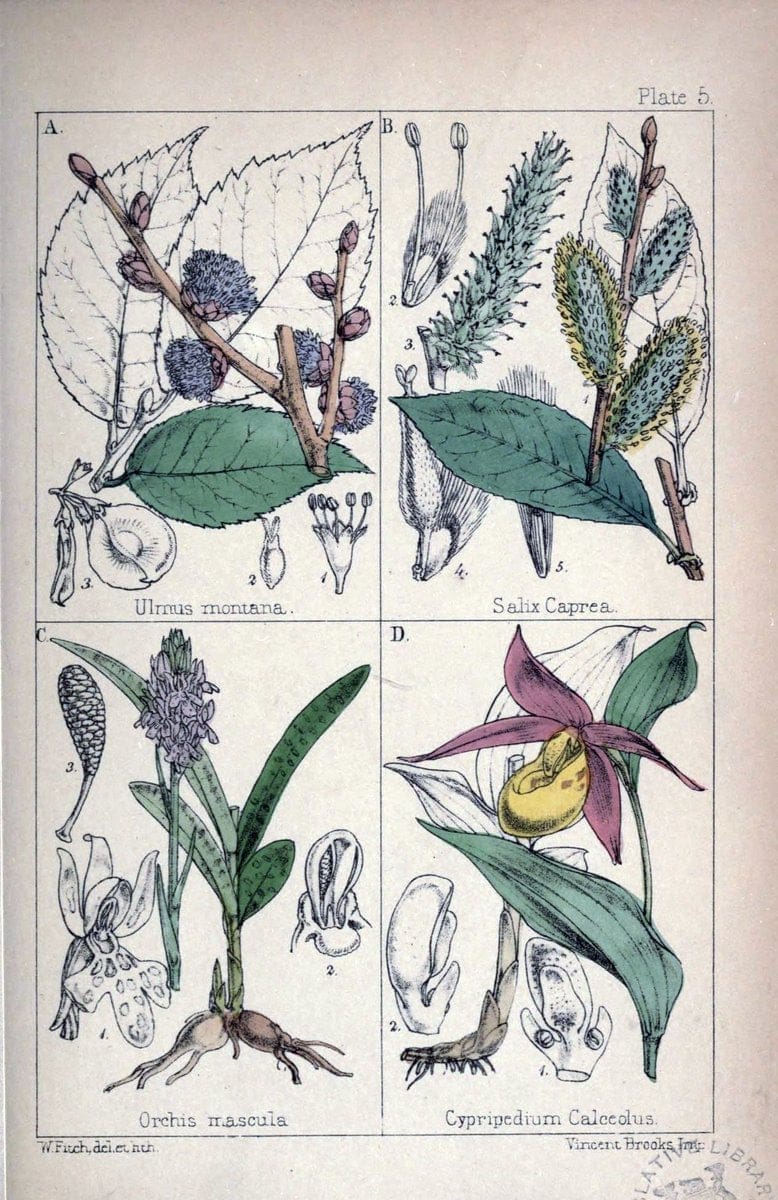 British wild flowers :.London,Reeve,1867.  | "Great Britain" "Wild flowers"  | Vintage Print Reproduction 465201