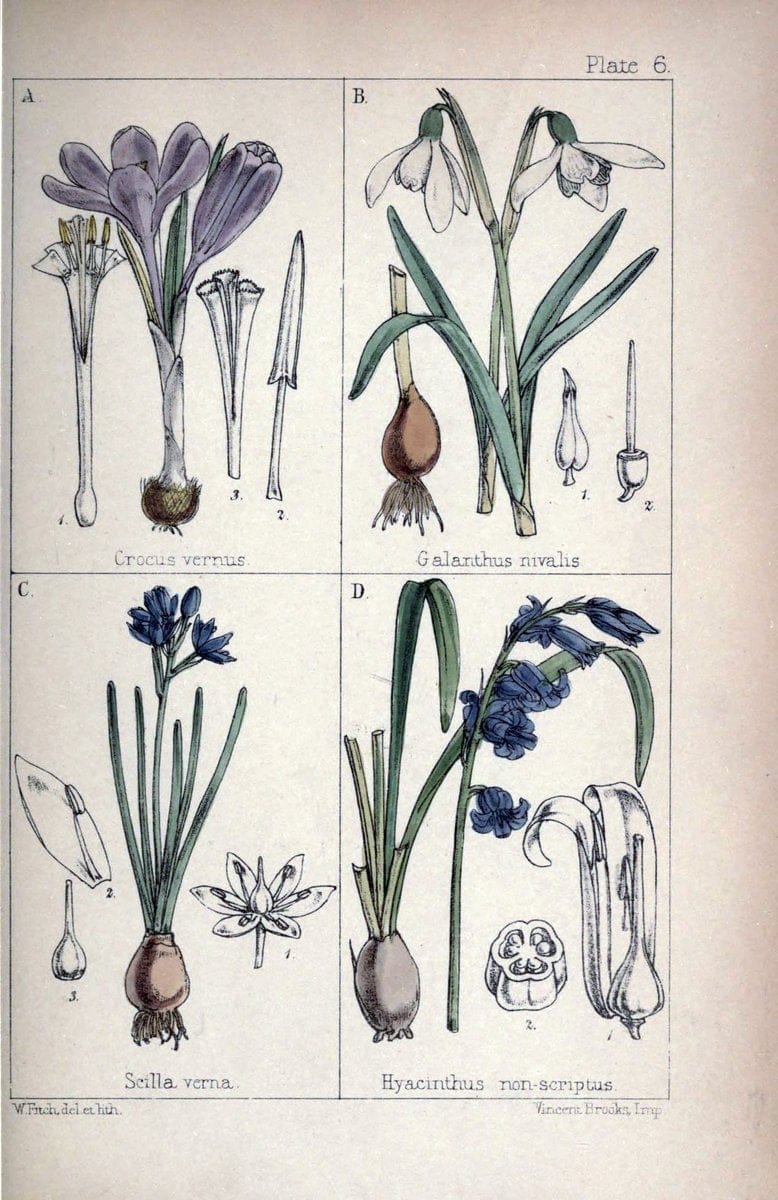 British wild flowers :.London,Reeve,1867.  | "Great Britain" "Wild flowers"  | Vintage Print Reproduction 465202