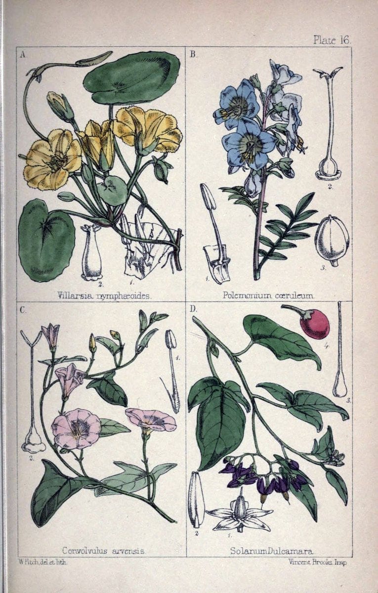 British wild flowers :.London,Reeve,1867.  | "Great Britain" "Wild flowers"  | Vintage Print Reproduction 465212