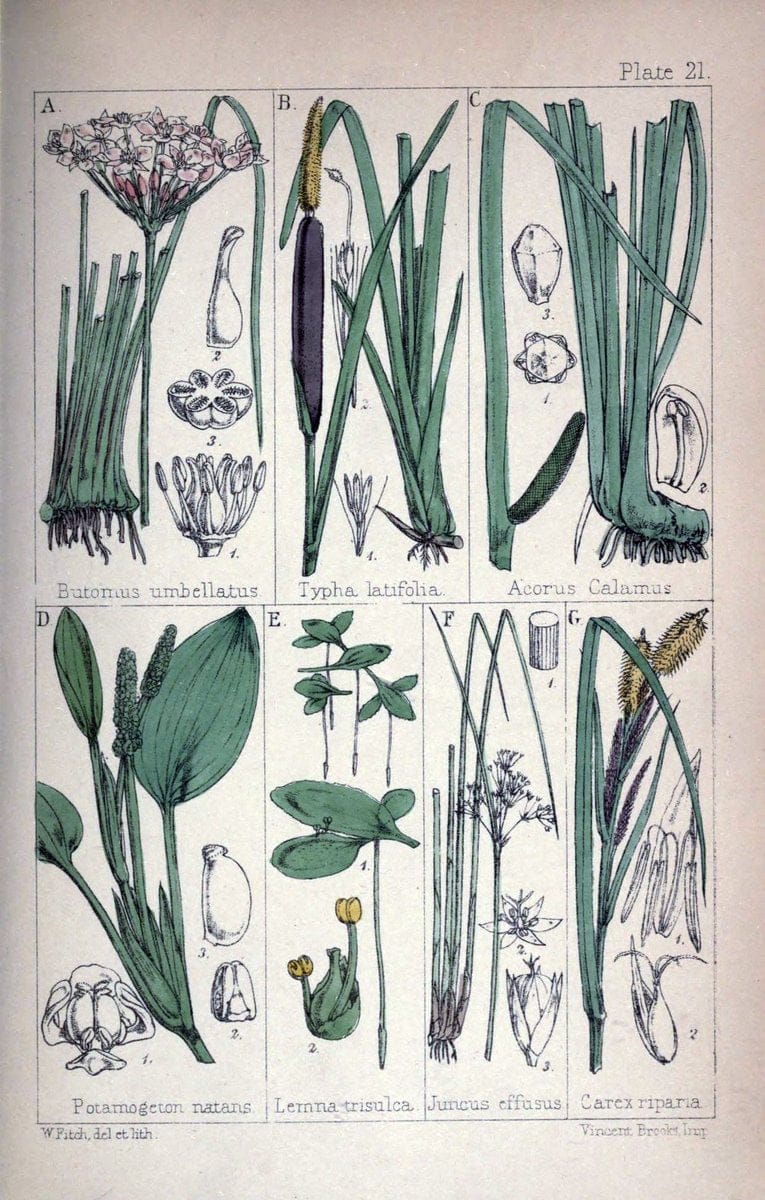 British wild flowers :.London,Reeve,1867.  | "Great Britain" "Wild flowers"  | Vintage Print Reproduction 465217
