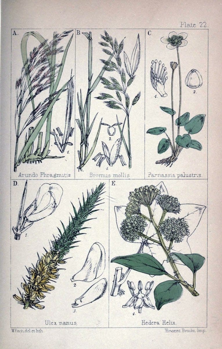 British wild flowers :.London,Reeve,1867.  | "Great Britain" "Wild flowers"  | Vintage Print Reproduction 465218