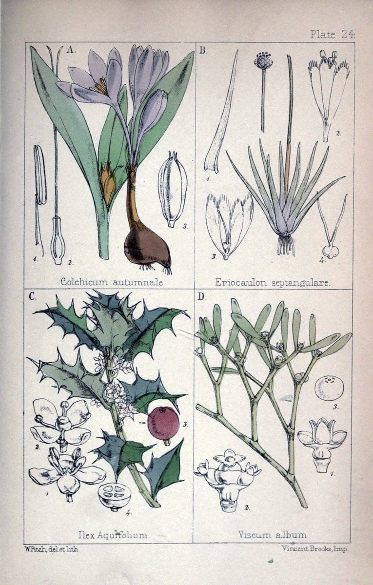 British wild flowers :.London,Reeve,1867.  | "Great Britain" "Wild flowers"  | Vintage Print Reproduction 465220