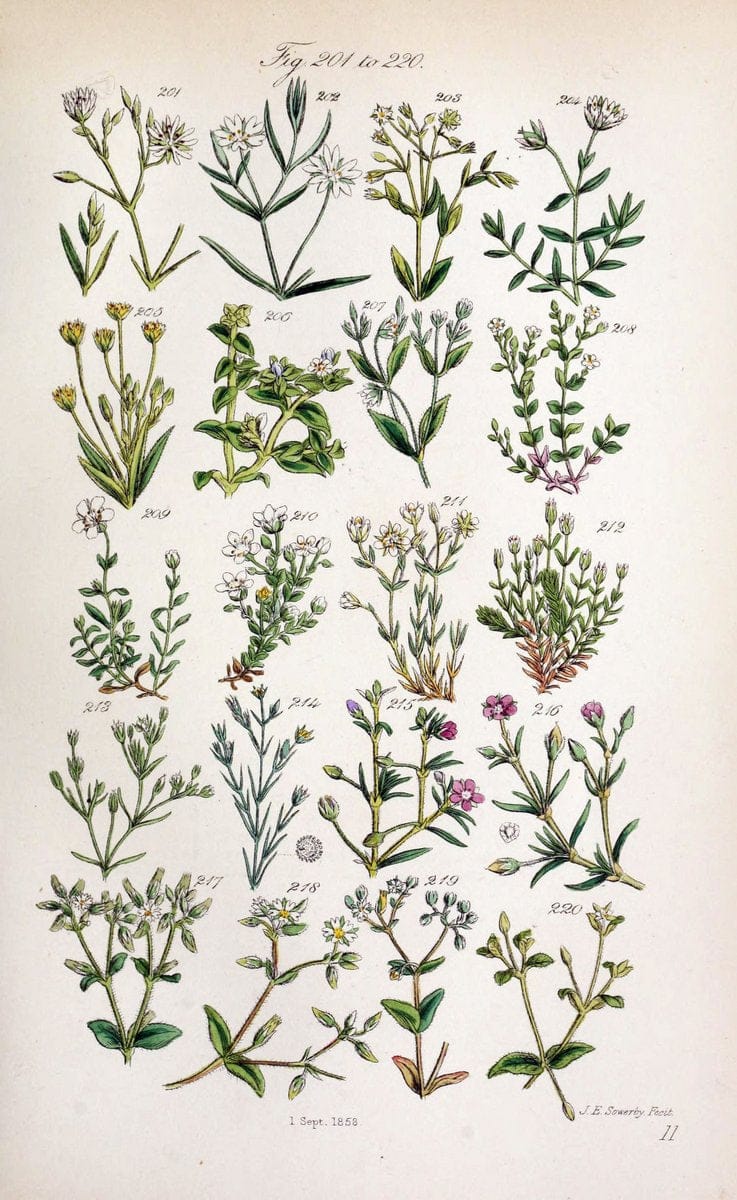 British wild flowers. London,J. Van Voorst,1876.  | "Great Britain" Plants "Wild flowers"  | Vintage Print Reproduction 465222