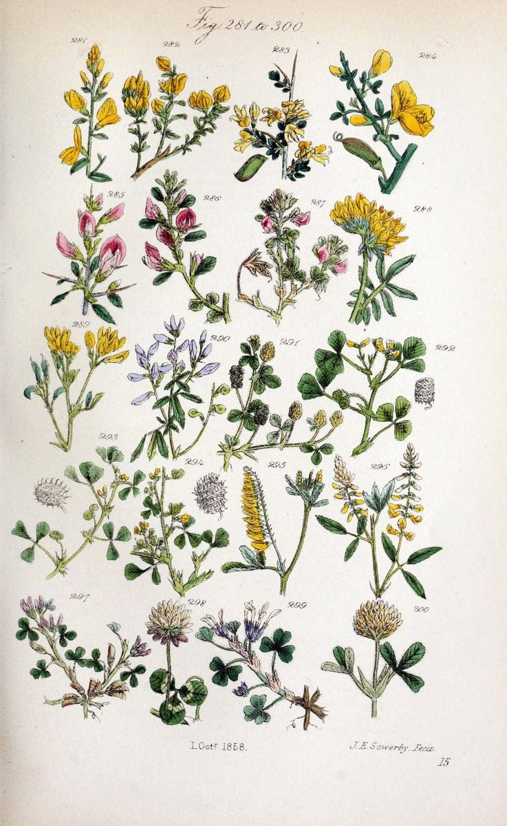 British wild flowers. London,J. Van Voorst,1876.  | "Great Britain" Plants "Wild flowers"  | Vintage Print Reproduction 465226