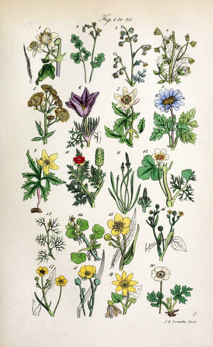 British wild flowers. London,J. Van Voorst,1876.  | "Great Britain" Plants "Wild flowers"  | Vintage Print Reproduction 465233