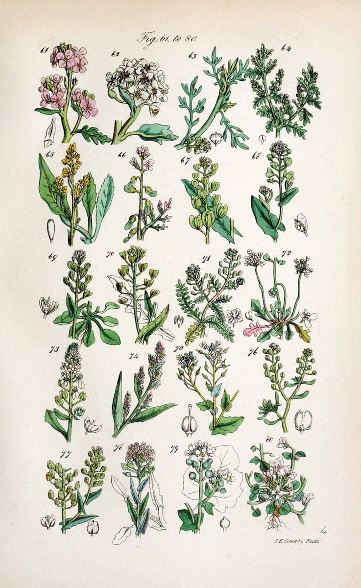 British wild flowers. London,J. Van Voorst,1876.  | "Great Britain" Plants "Wild flowers"  | Vintage Print Reproduction 465236