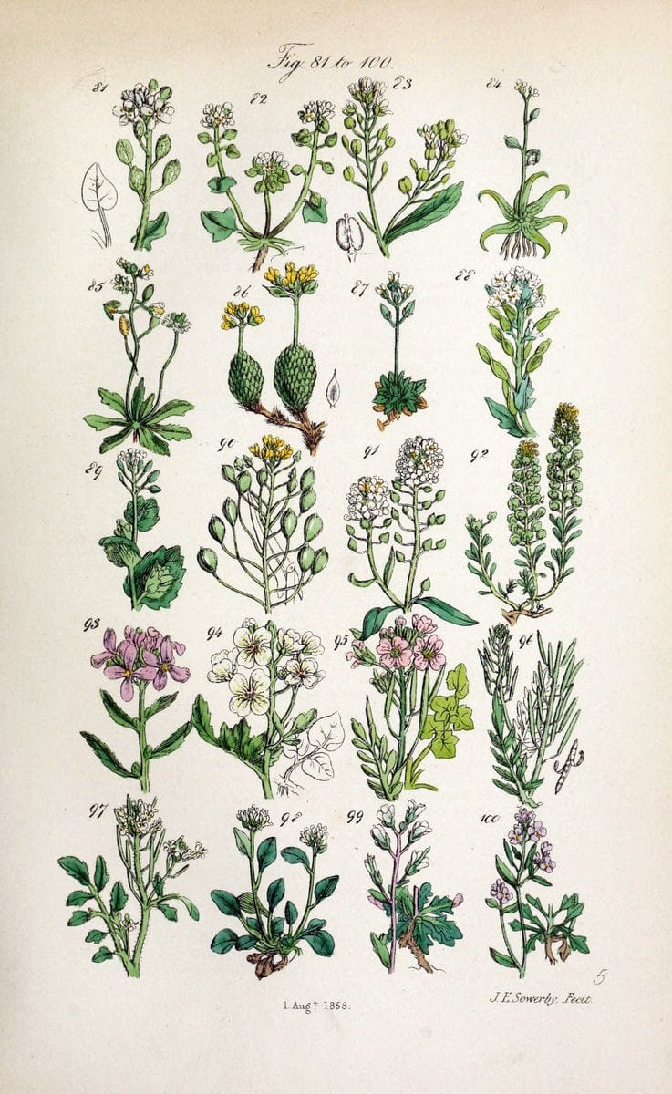 British wild flowers. London,J. Van Voorst,1876.  | "Great Britain" Plants "Wild flowers"  | Vintage Print Reproduction 465237
