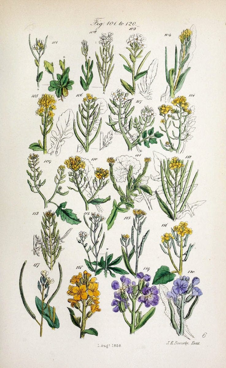 British wild flowers. London,J. Van Voorst,1876.  | "Great Britain" Plants "Wild flowers"  | Vintage Print Reproduction 465238