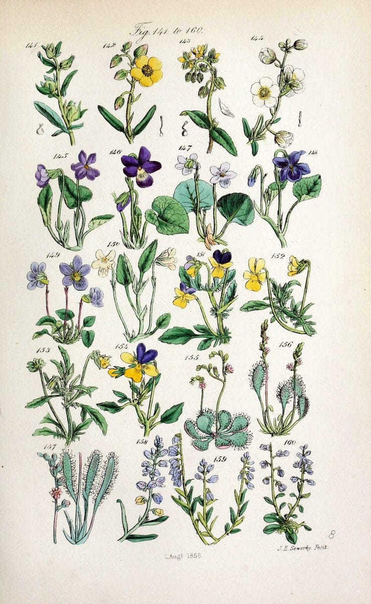 British wild flowers. London,J. Van Voorst,1876.  | "Great Britain" Plants "Wild flowers"  | Vintage Print Reproduction 465240