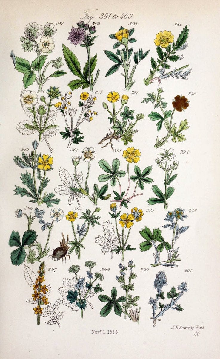 British wild flowers..London,J. Van Voorst,1876.. |  | Vintage Print Reproduction 465242