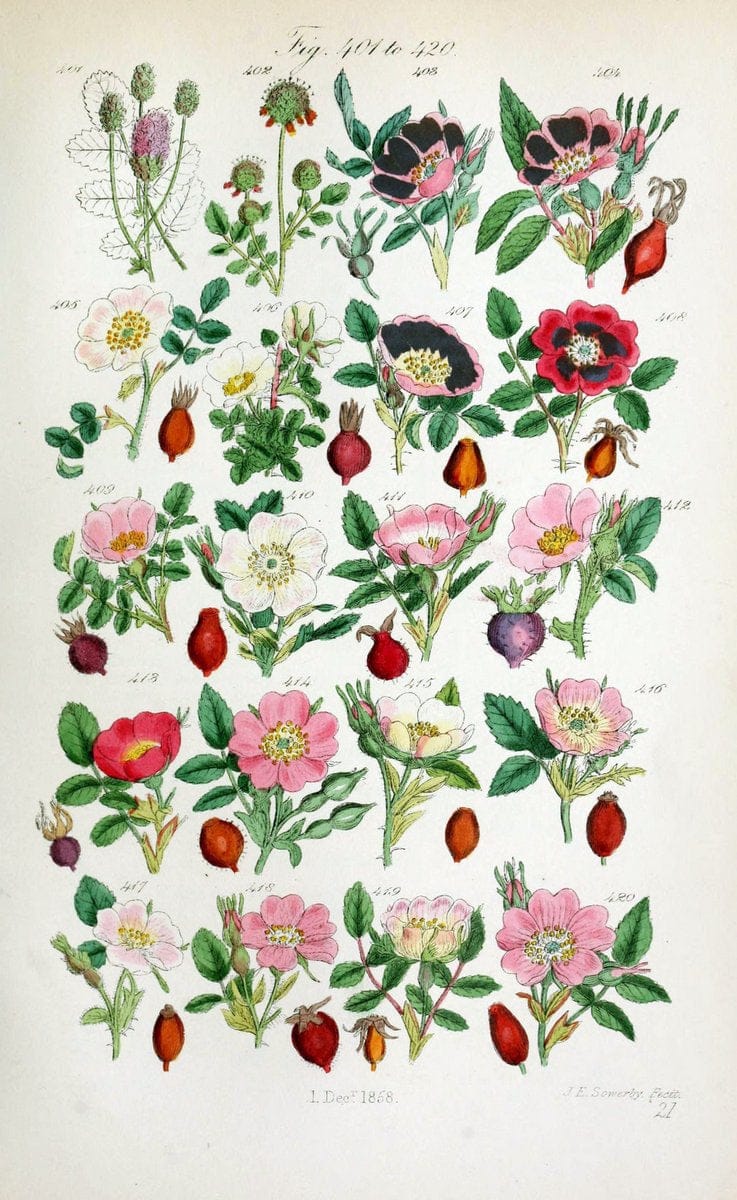 British wild flowers..London,J. Van Voorst,1876.. |  | Vintage Print Reproduction 465243