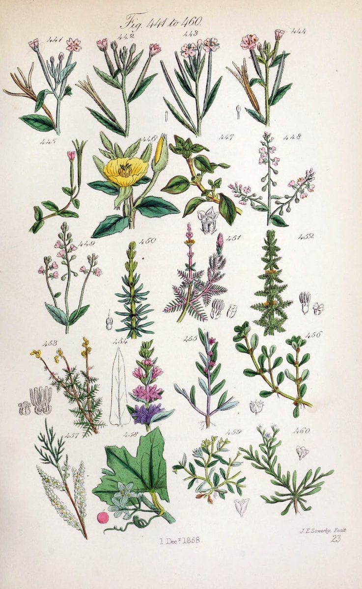 British wild flowers..London,J. Van Voorst,1876.. |  | Vintage Print Reproduction 465245